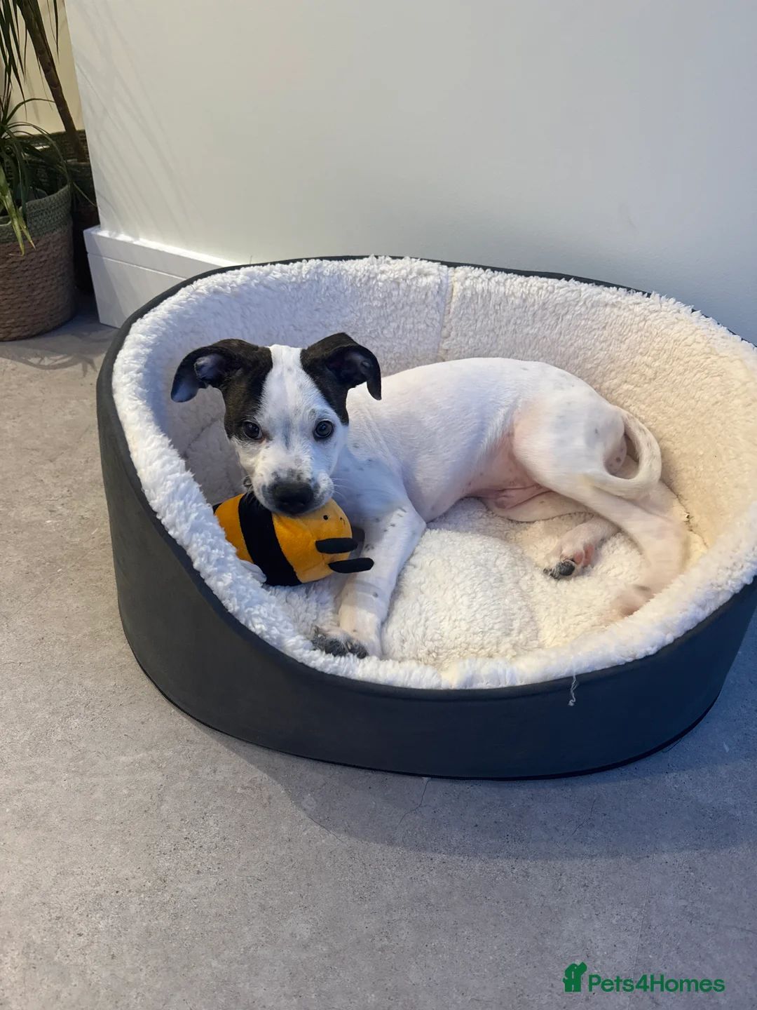 Mixed Breed dogs for sale: 4 Month Puppy for rehome - Advert 1