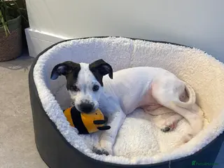 Mixed Breed dogs 4 Month Puppy for rehome in Manchester - Advert 1