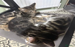 British Shorthair cats for sale: Playful kittens - Image 1