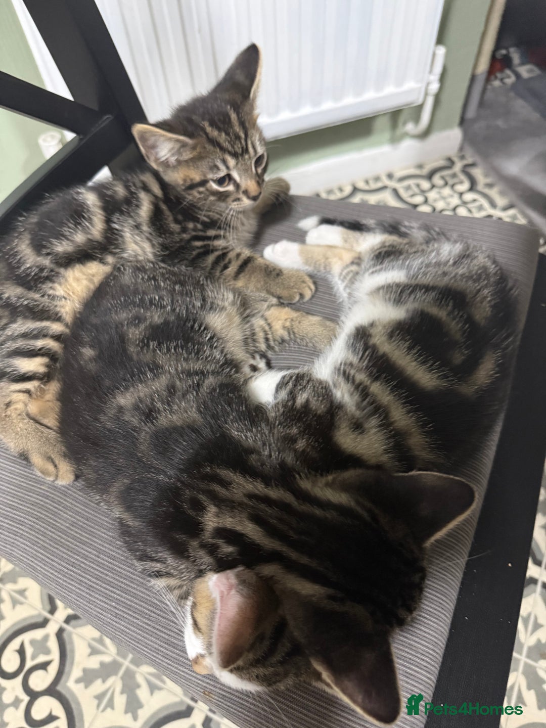 British Shorthair cats for sale: Playful kittens - Image 1