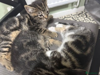 British Shorthair cats - Advert 11