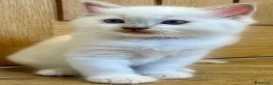 Ragdoll 1