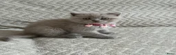 Scottish Fold cats for sale: Last Scottish lillac girl  - Advert 3