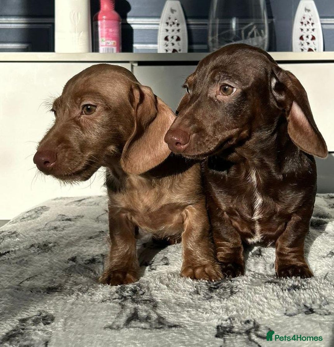 Dachshund dogs for sale: FULLY VAX kc REG PRA CLR miniature dachshunds  - Advert 1