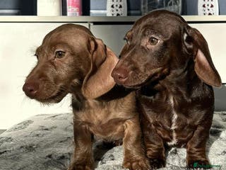 Dachshund dogs FULLY VAX kc REG PRA CLR miniature dachshunds - Advert 11