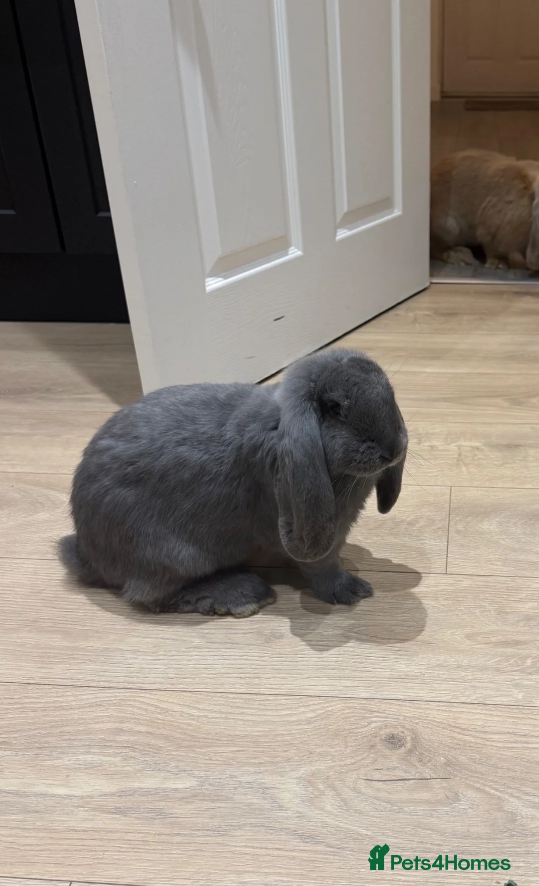 French Lop rabbits for sale: Giant French lops last one   - Advert 2