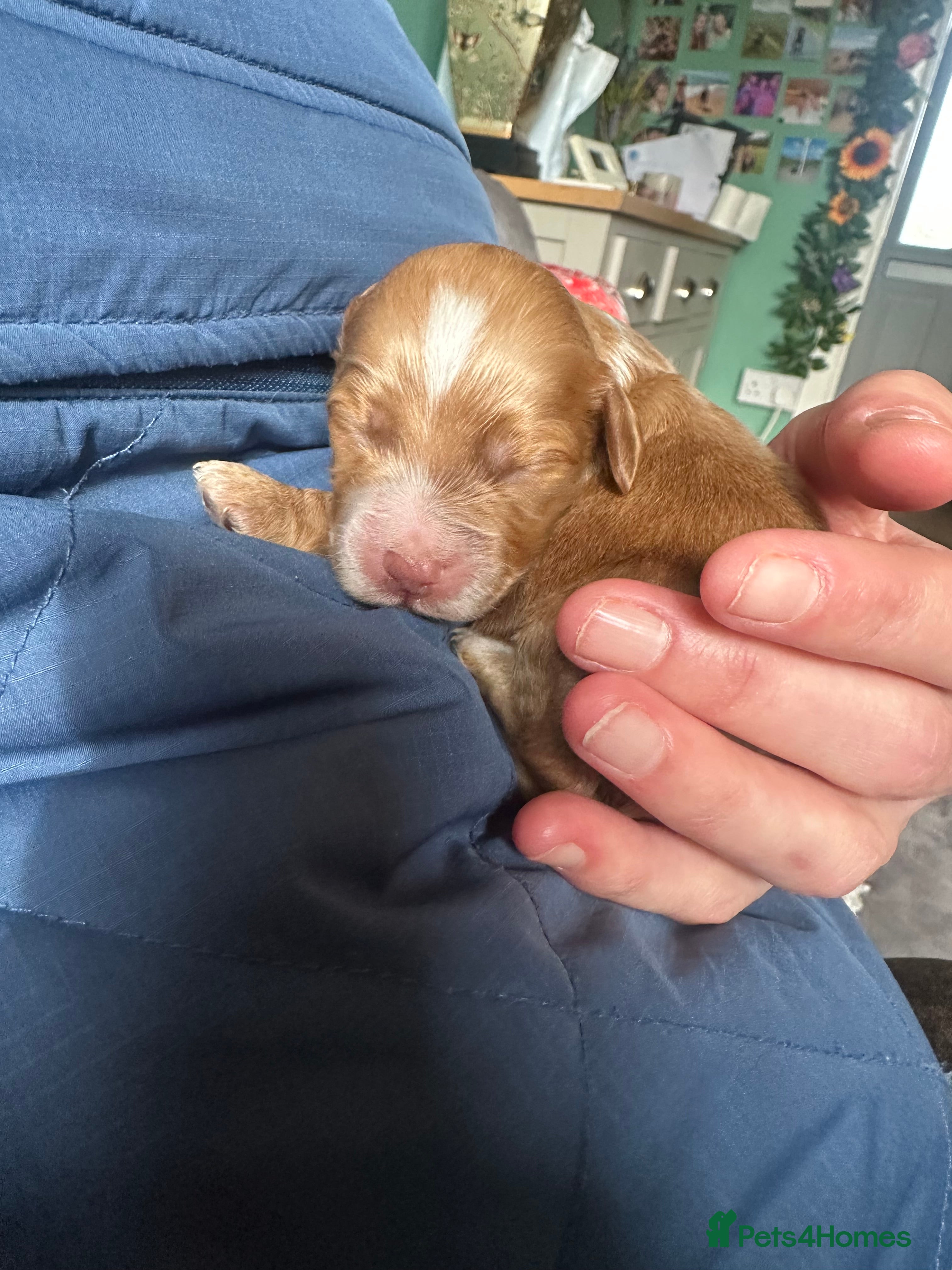 Cockapoo dogs Gorgeous Cockerpoochons  - Advert 16