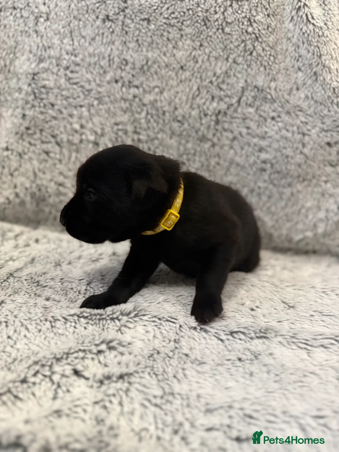Labrador Retriever dogs for sale: KC Registered Labrador Retriever Puppies - Advert 16