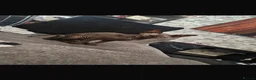 Sphynx cats for sale: Male sphynx  in Alfreton - Advert 5