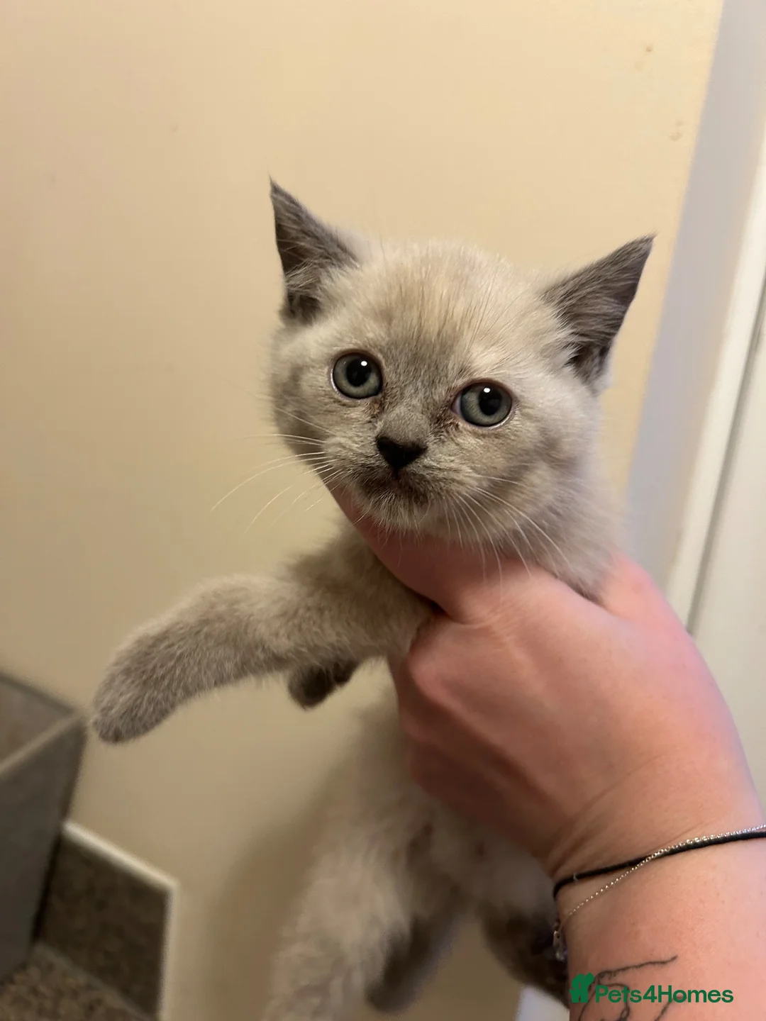 Mixed Breed cats for sale: 2 gorgeous kittens ready from 7th October in Ilminster - Advert 11