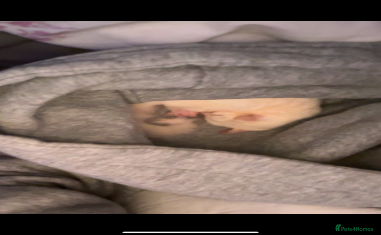 Sugar Glider rodents - Advert 1