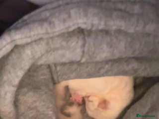 Sugar Glider rodents - Advert 8