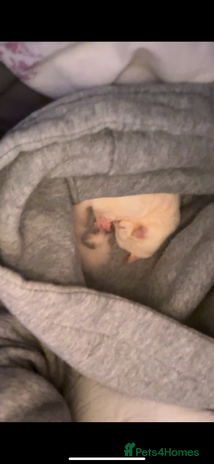 Sugar Glider rodents - Advert 6