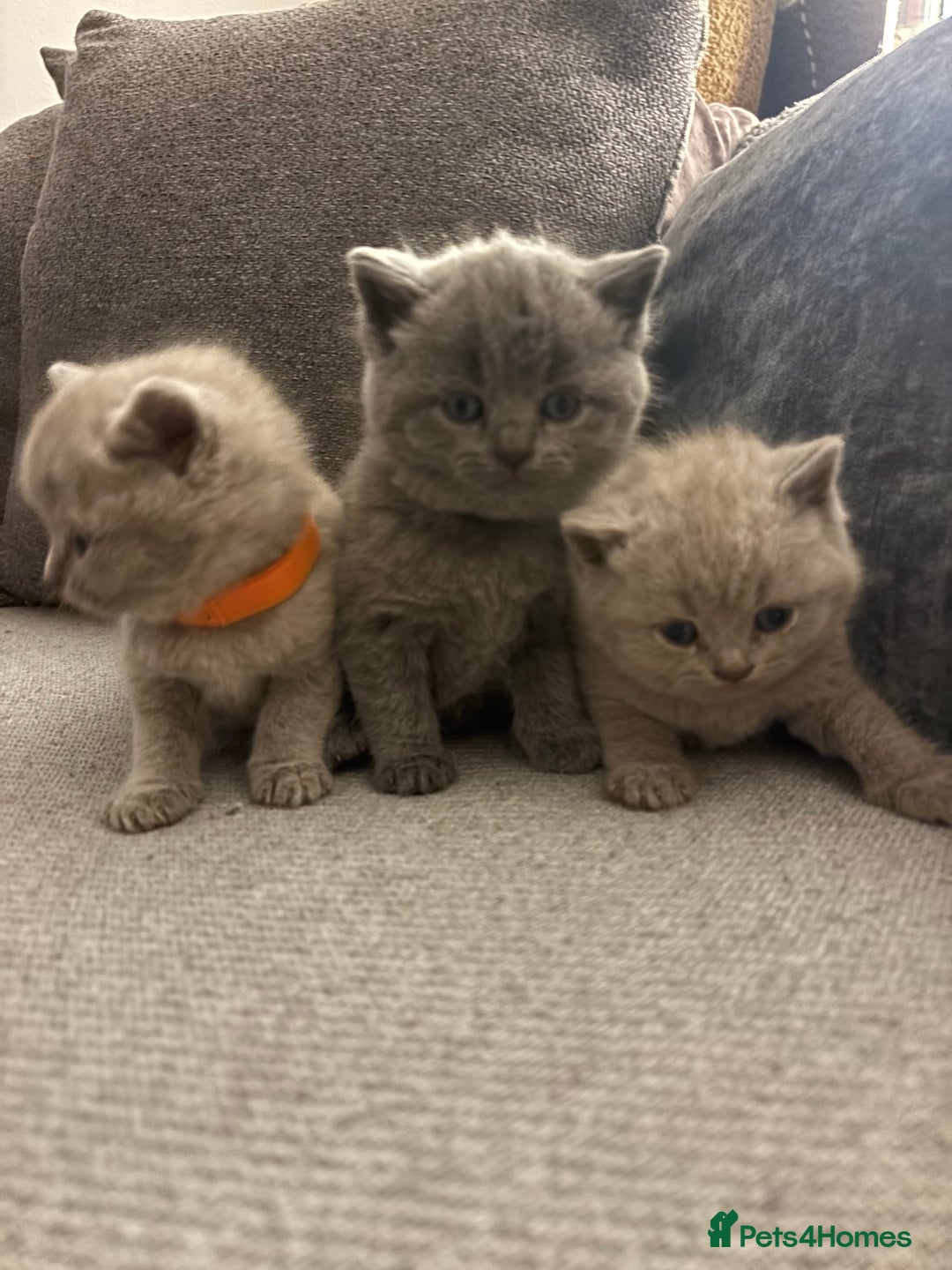 British Shorthair cats for sale: British Shorthair kittens  - Advert 18