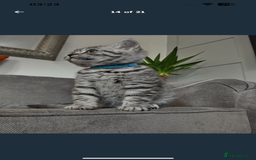British Shorthair cats for sale: * Reduced * last BSH male kitten left - Image 3