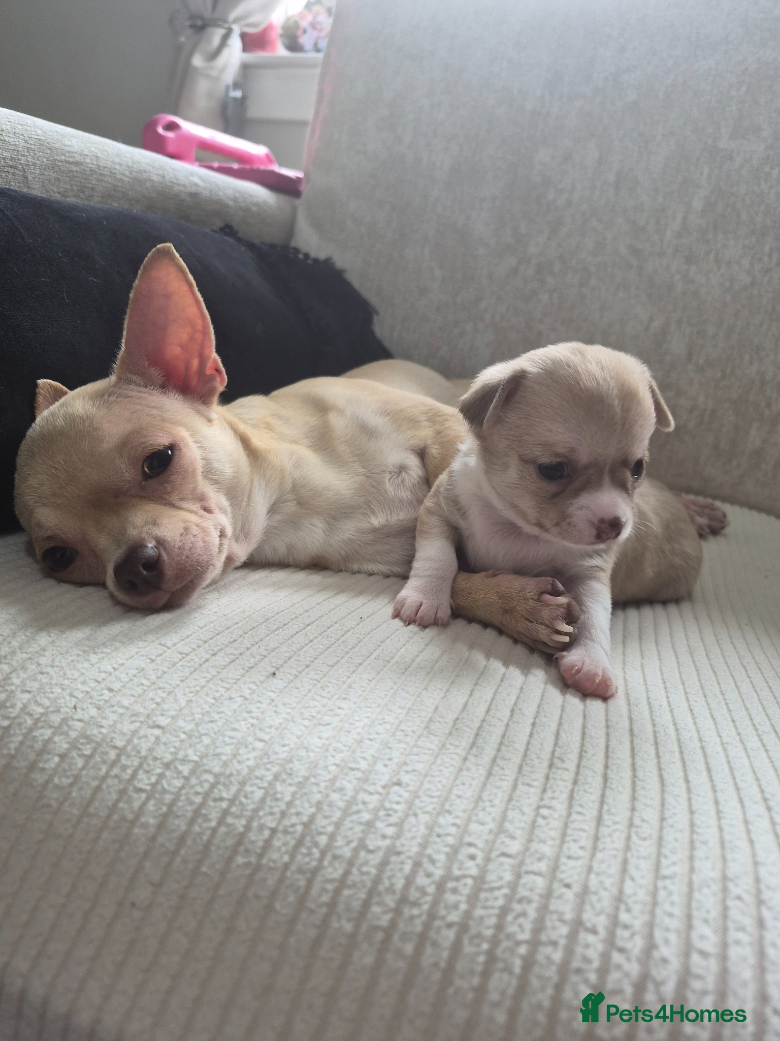 Chihuahua dogs for sale: Female chihuahua - Advert 5