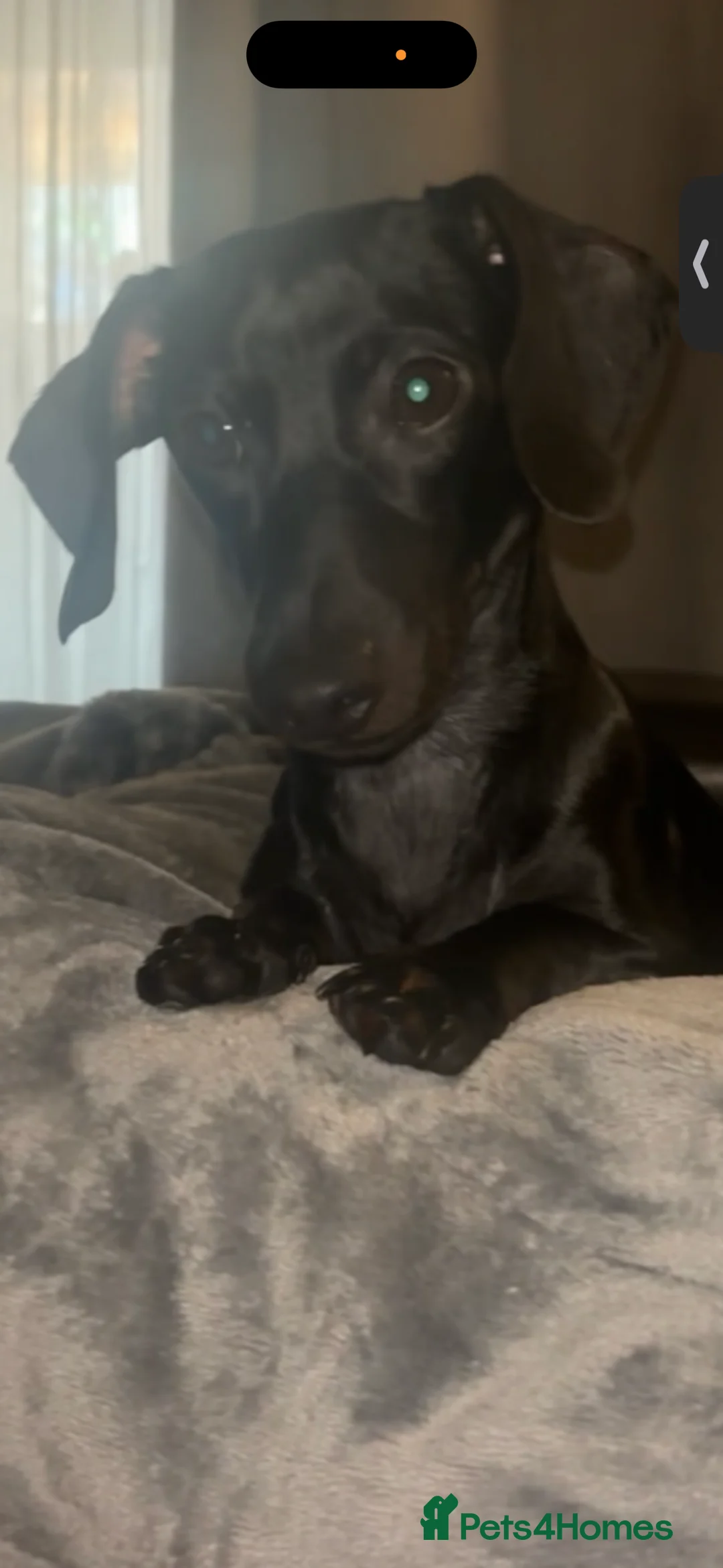 Miniature Dachshund dogs for stud: Looking for stud - Advert 1