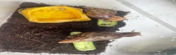 Snails invertebrates for sale: Giant African Land Snails x 2 - Advert 6