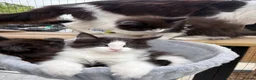 Maine Coon cats for sale: Stunning Maine Coon Kittens  - Advert 2