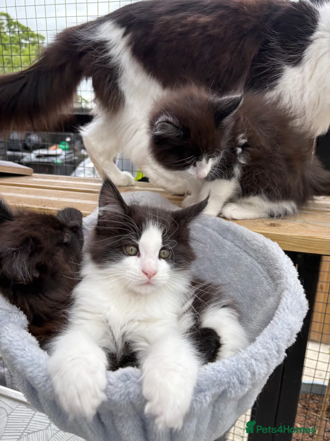 Maine Coon cats for sale: Stunning Maine Coon Kittens  - Advert 2