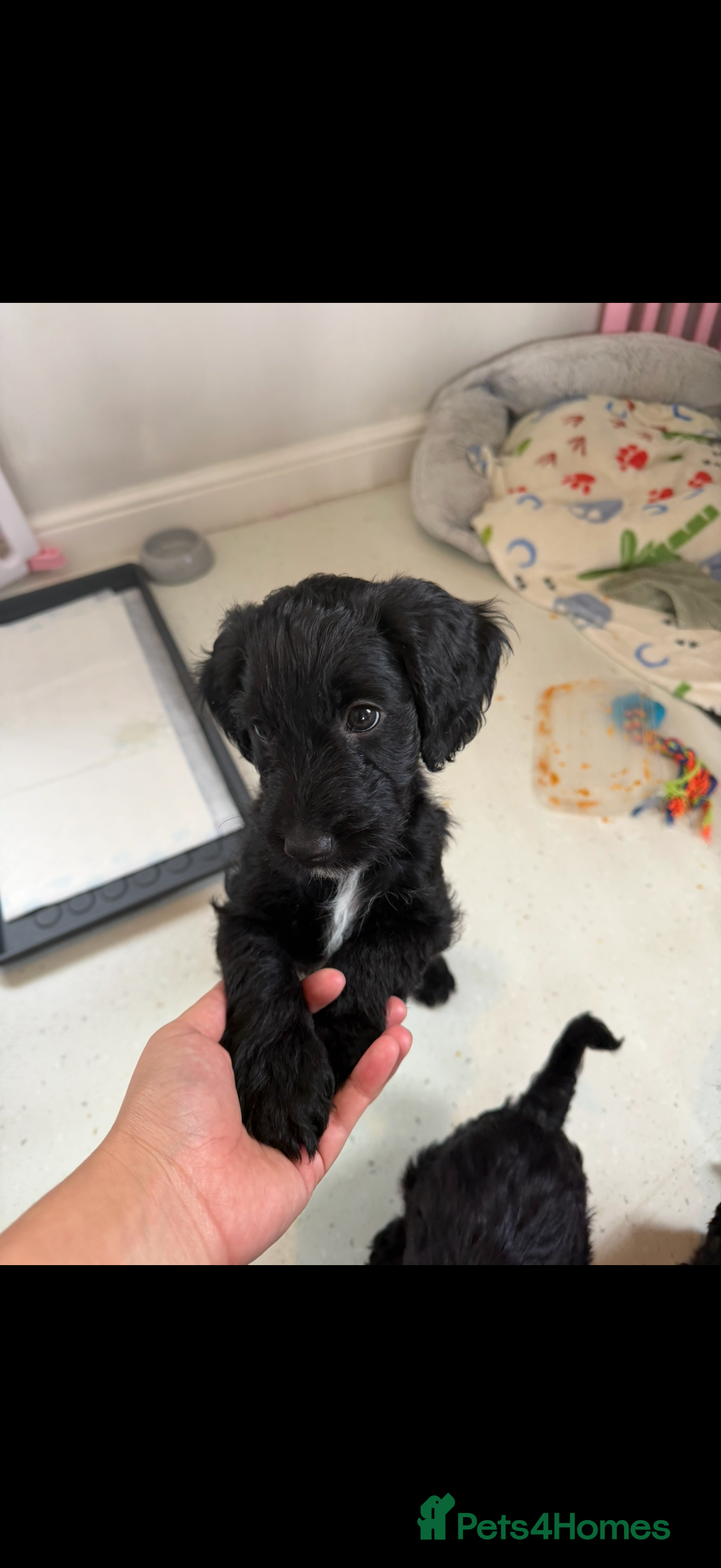 Cockapoo dogs Last boy left !! - Advert 18