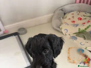 Cockapoo dogs Last boy left !! - Advert 14