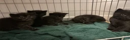 Mixed Breed cats for sale: Beautiful kittens  in Luton - Advert 2