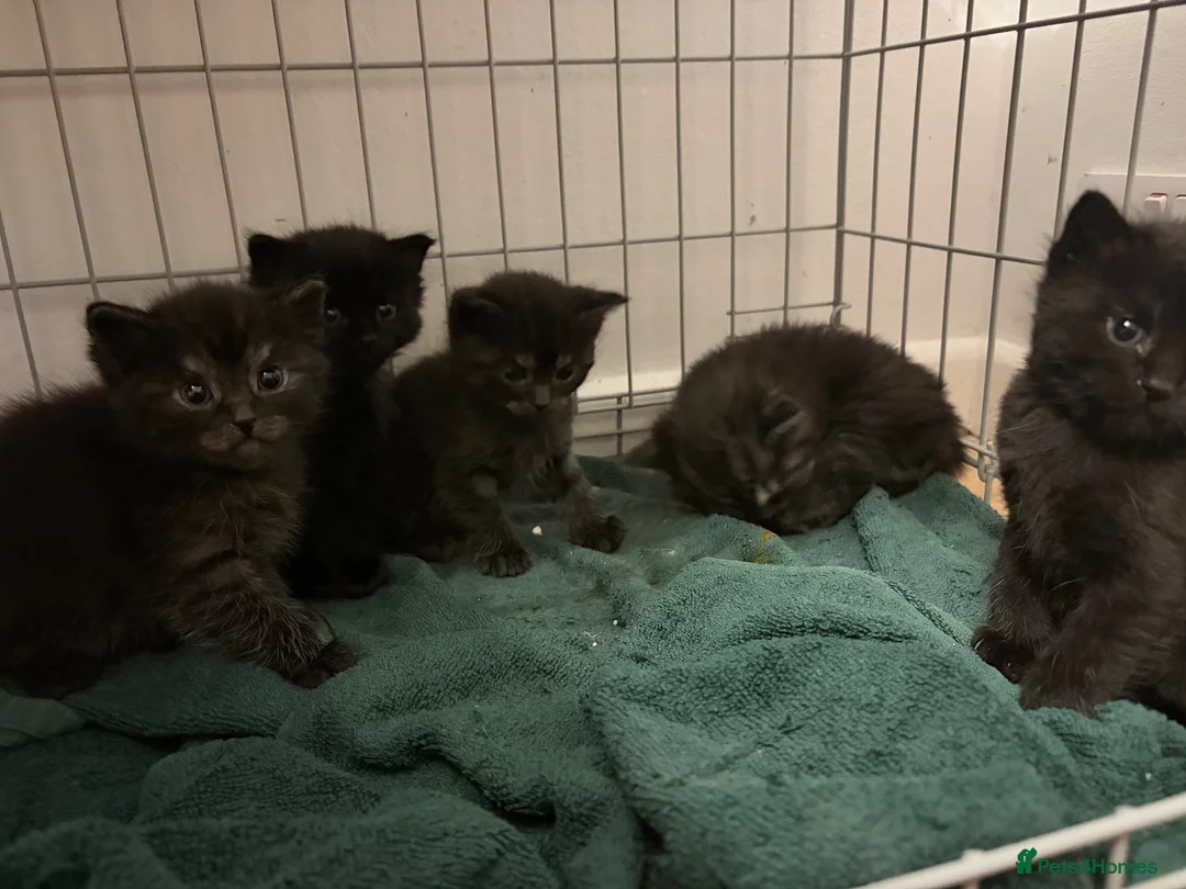 Mixed Breed cats for sale: Beautiful kittens  in Luton - Advert 2
