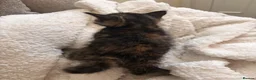 Mixed Breed cats for sale: 4 Beautiful Ragdoll x British Shorthair Kittens in Saint Helens - Advert 2