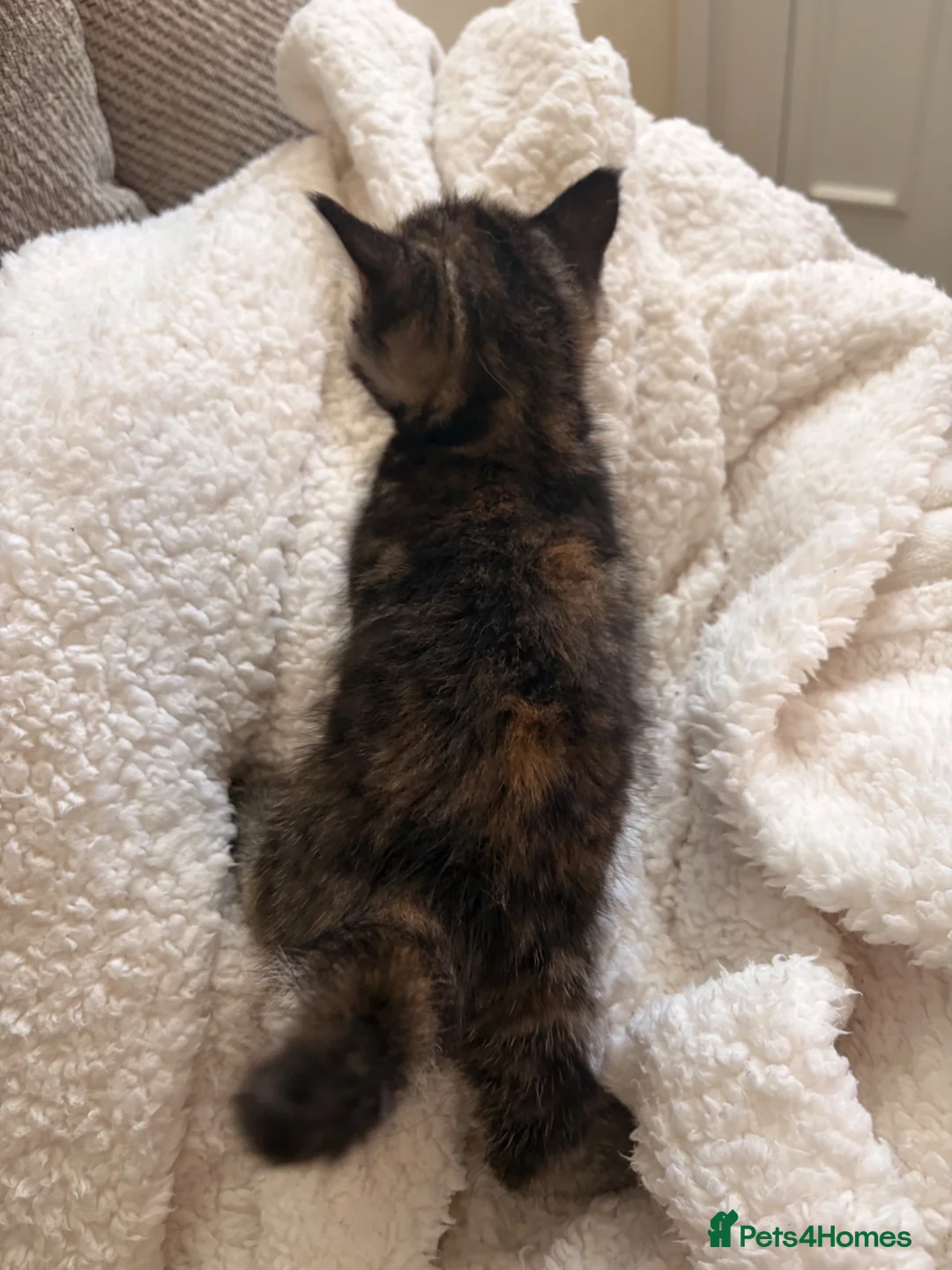 Mixed Breed cats for sale: 4 Beautiful Ragdoll x British Shorthair Kittens in Saint Helens - Advert 2