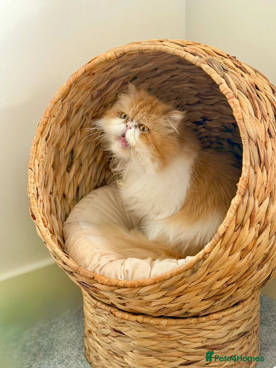 Persian cats for sale: Beautiful long hair bicolour white/red Persian boy - Advert 7