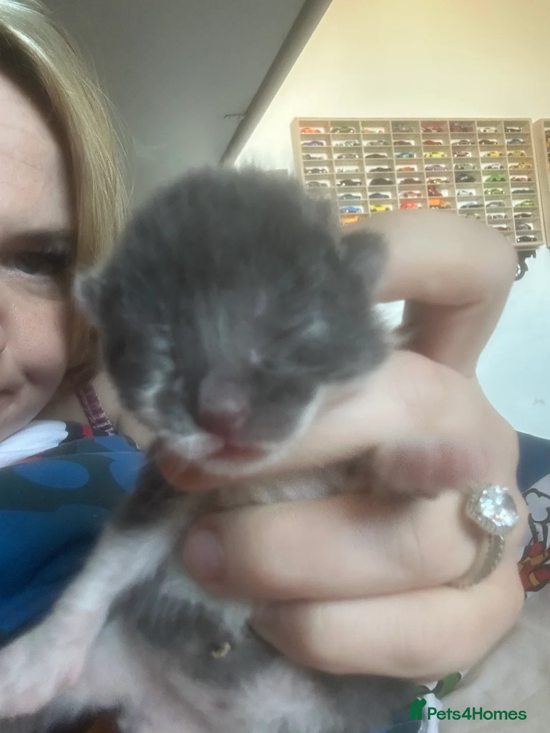 British Shorthair cats for sale: 3 kittens British shorthair 2 male 1 female  in Waterlooville - Advert 2