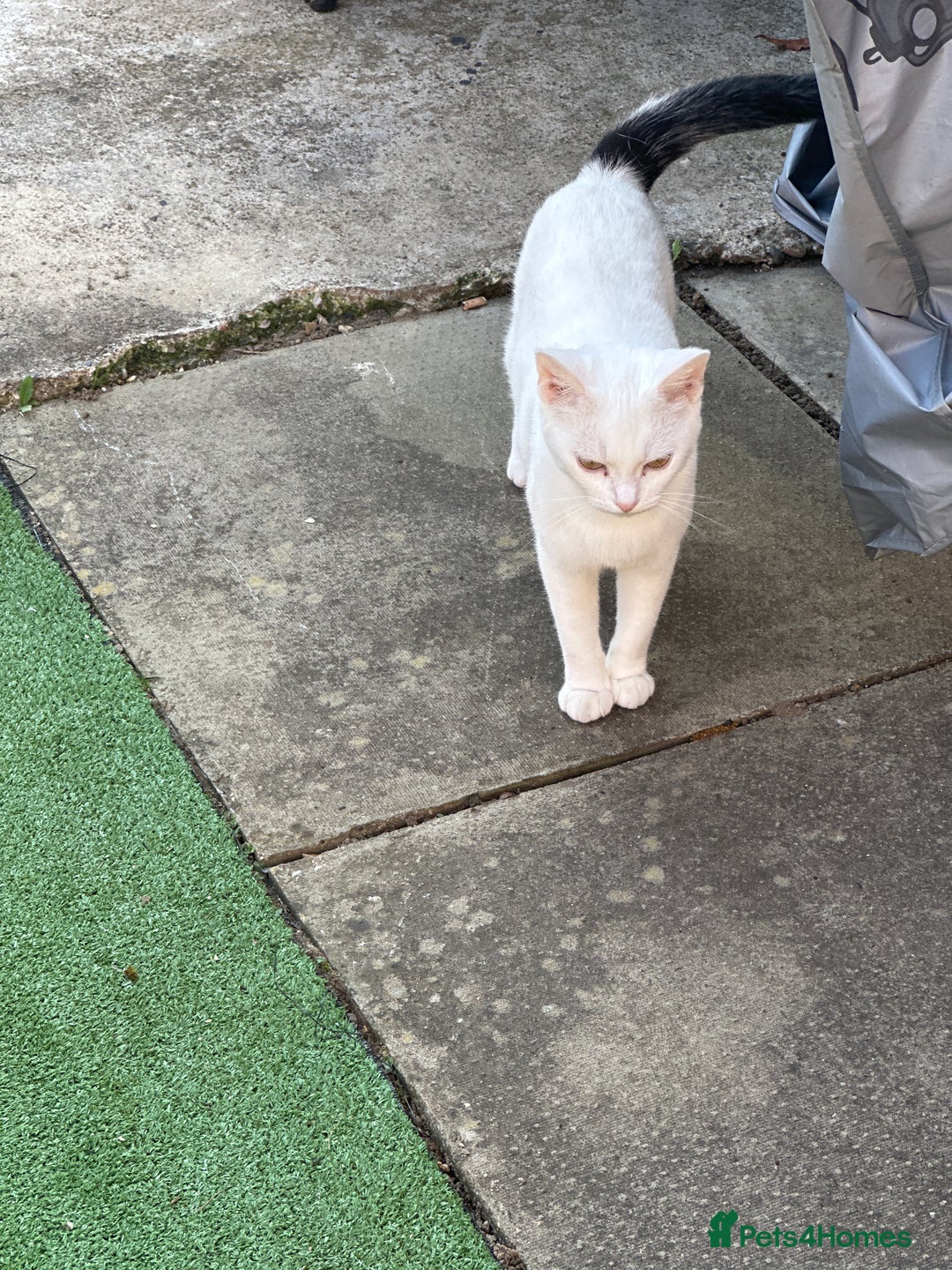 British Longhair cats for sale: Female kitren - Image 3
