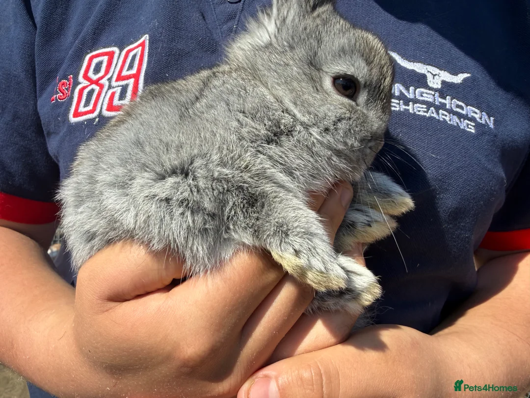 Netherland Dwarf rabbits for sale: Stunning Netherland Dwarf Babies Ready Now - Advert 3