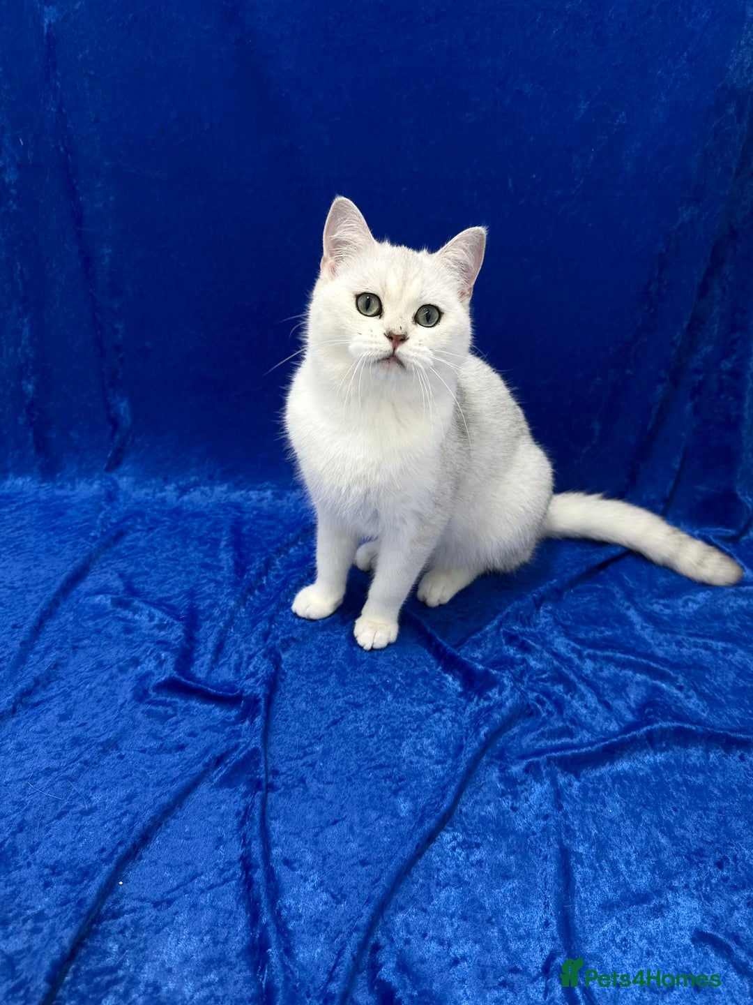 British Shorthair cats for sale: Active registered GCCF British short hair male  - Advert 2