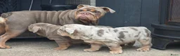 English Bulldog dogs for sale: 3x bulldogs - Advert 8