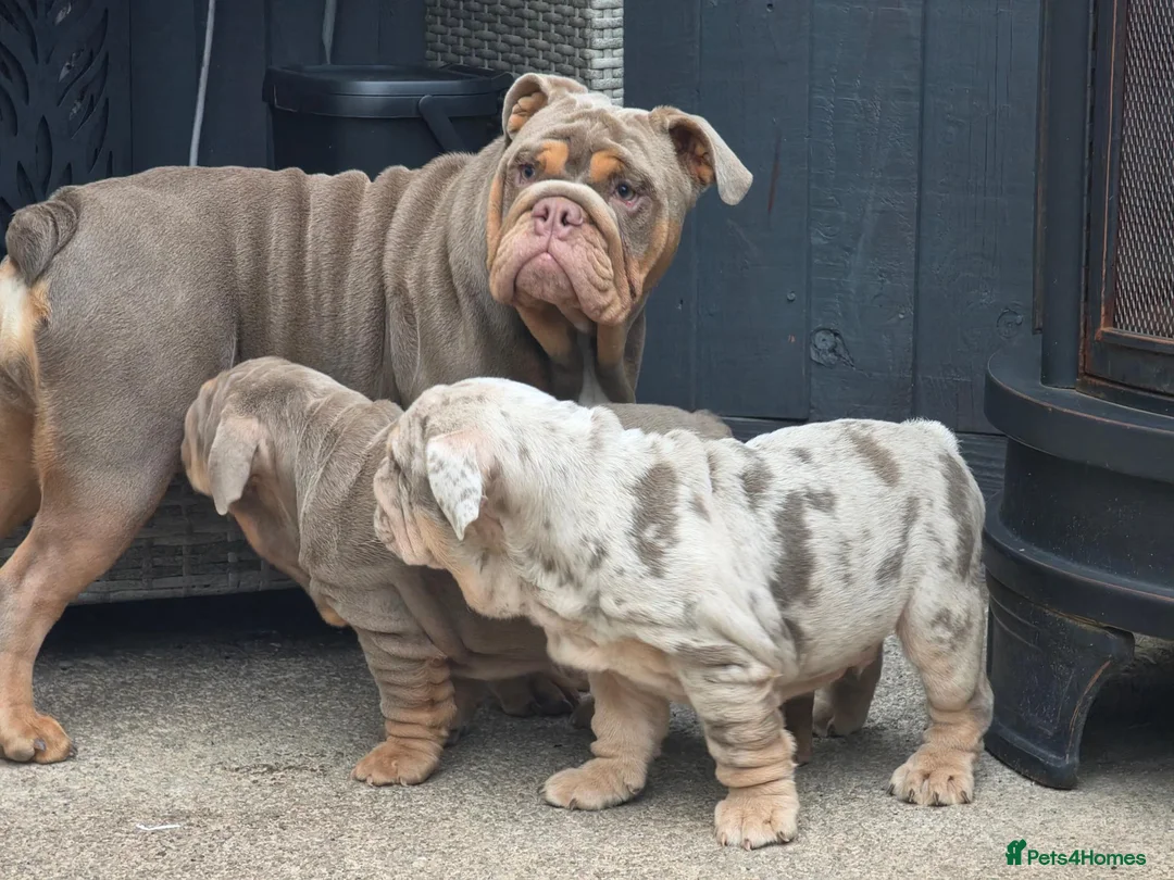 English Bulldog dogs for sale: 3x bulldogs - Advert 8