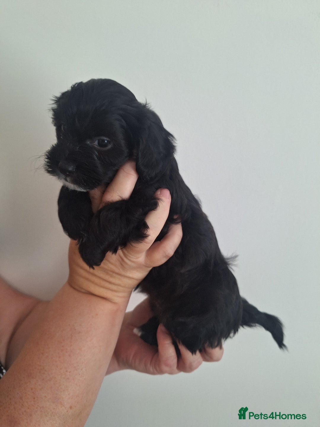 Shihpoo dogs for sale: Shihpoo puppies for sale - Image 8