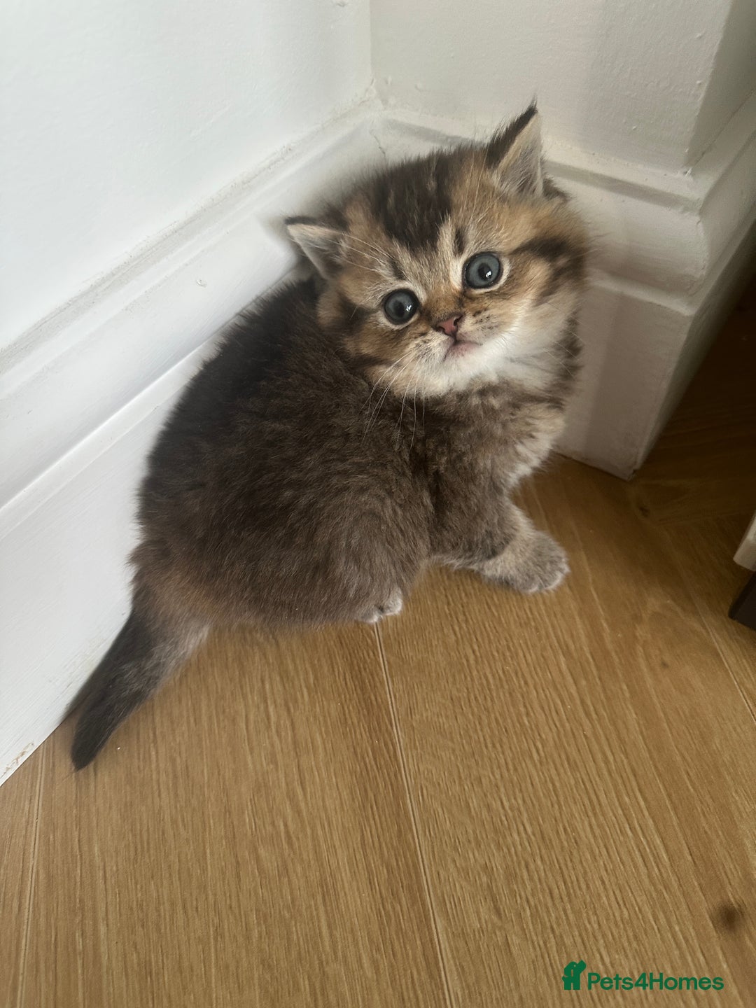 British Shorthair cats for sale: Gorgeous Brown Tabby BSH Kittens - Advert 6