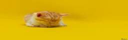 Mixed Breed cats for sale: Orange / ginger male kittens  in Stonehouse - Advert 14
