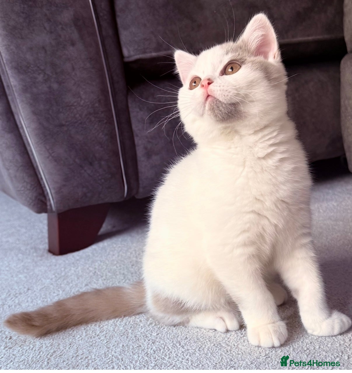 British Shorthair cats GCCF Extremely friendly 💙 fawn van boy.  - Advert 15