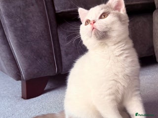 British Shorthair cats GCCF Extremely friendly 💙 fawn van boy. - Advert 4