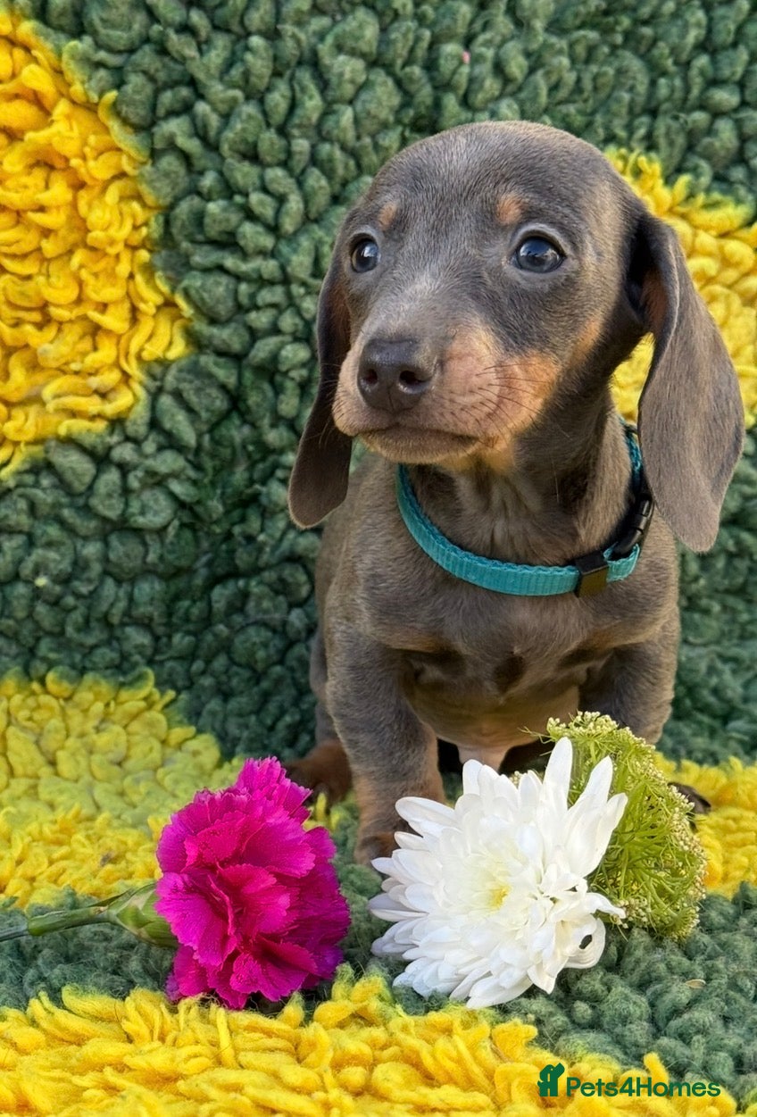 Miniature Dachshund dogs Beautiful Dachshund Puppies (Males) - Advert 13