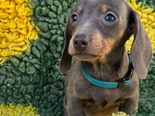 Miniature Dachshund dogs Beautiful Dachshund Puppies (Males) - Advert 13