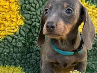 Miniature Dachshund dogs Beautiful Dachshund Puppies (Males) - Advert 12