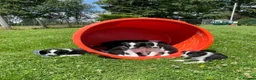 Border Collie dogs for sale: 5 Beautiful Border Collie Puppies  - Advert 16