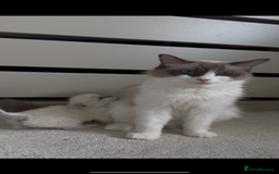 Ragdoll cats for sale: Female Pedigree Ragdolls  - Image 11