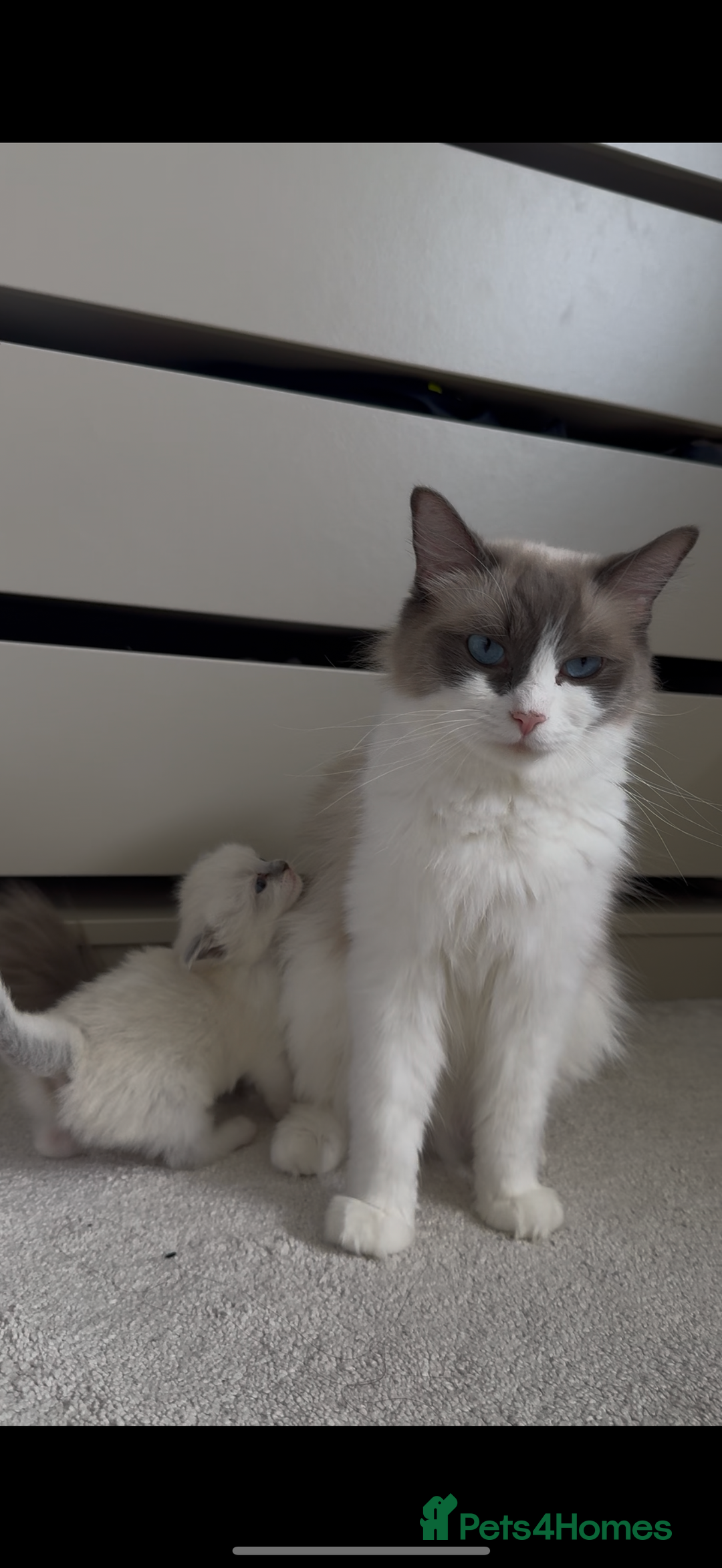 Ragdoll cats for sale: Female Pedigree Ragdolls  - Image 11