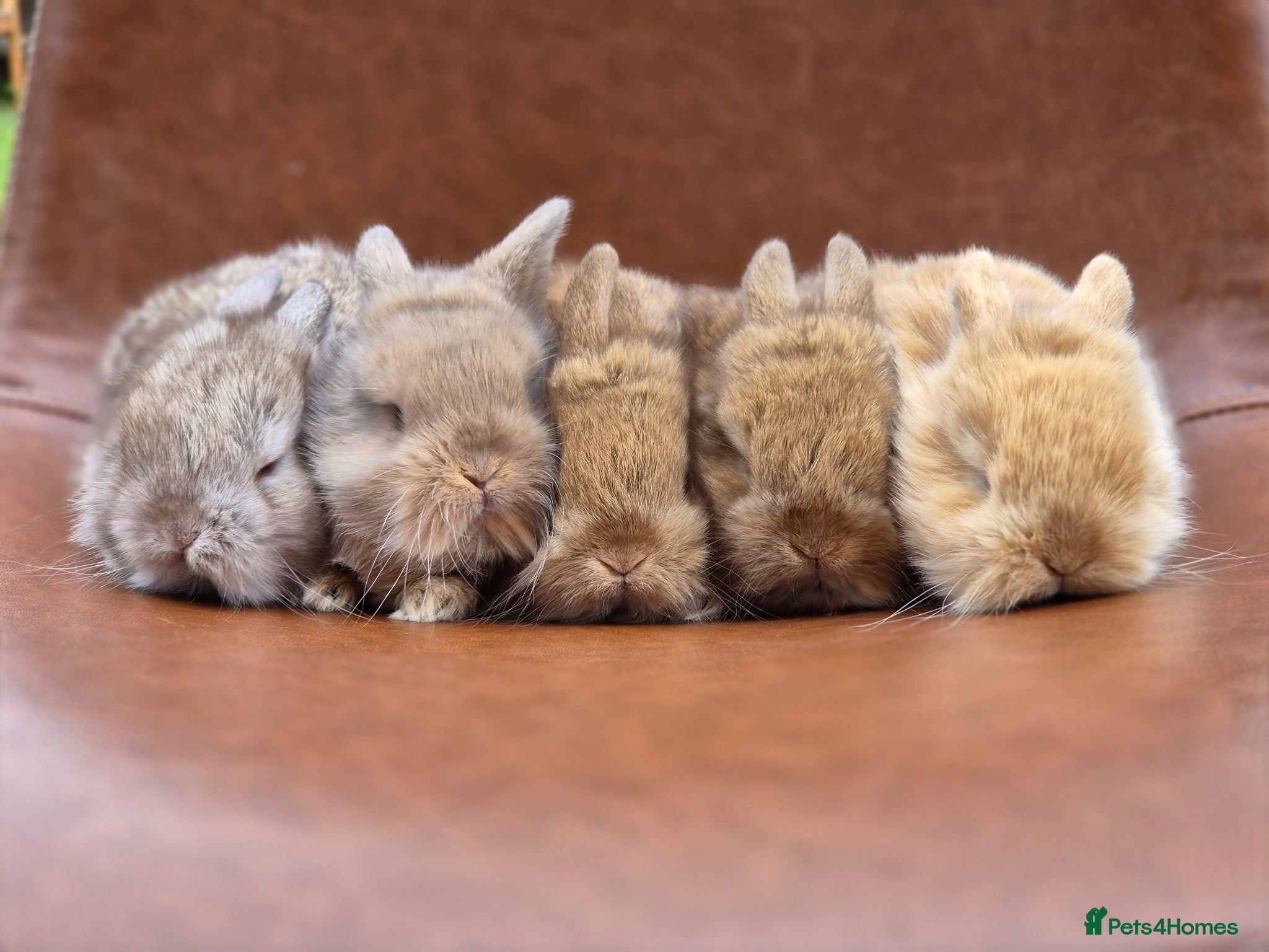 Lionhead rabbits for sale: Beautiful lion head babies  - Advert 1