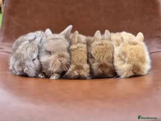 Lionhead rabbits Beautiful lion head babies - Advert 1